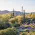 Desert View Saguaro Cactus Landscape Art